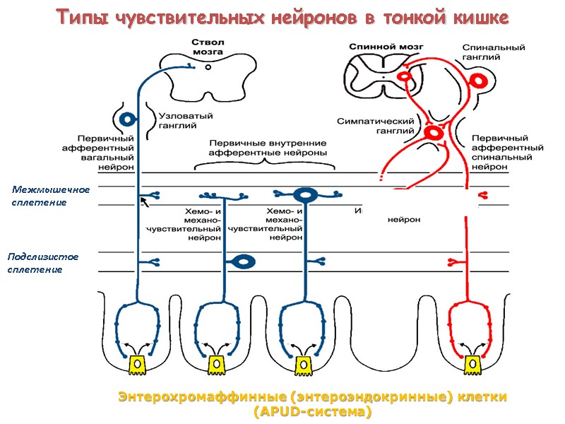 Энтерохромаффинные (энтероэндокринные) клетки  (APUD-система) Типы чувствительных нейронов в тонкой кишке  Межмышечное 